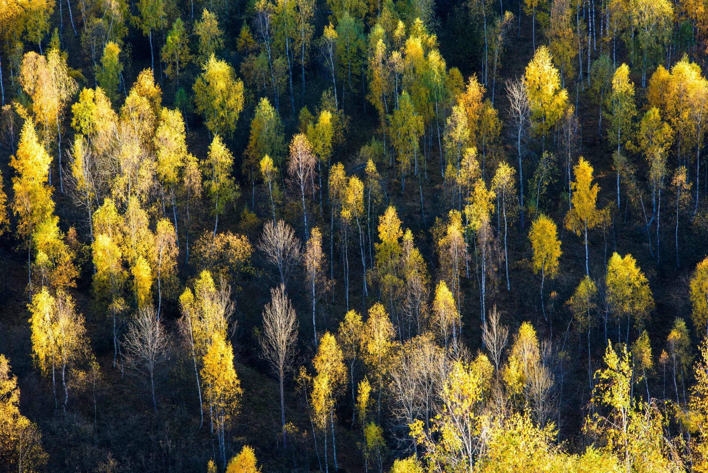 The Last Dance of Colors, where Silence Finds Color – photograph by Chris Stoica – photo 6 of 7